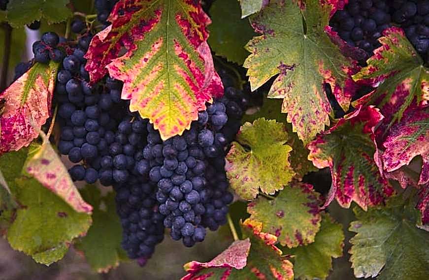 Плечистик сорт винограда